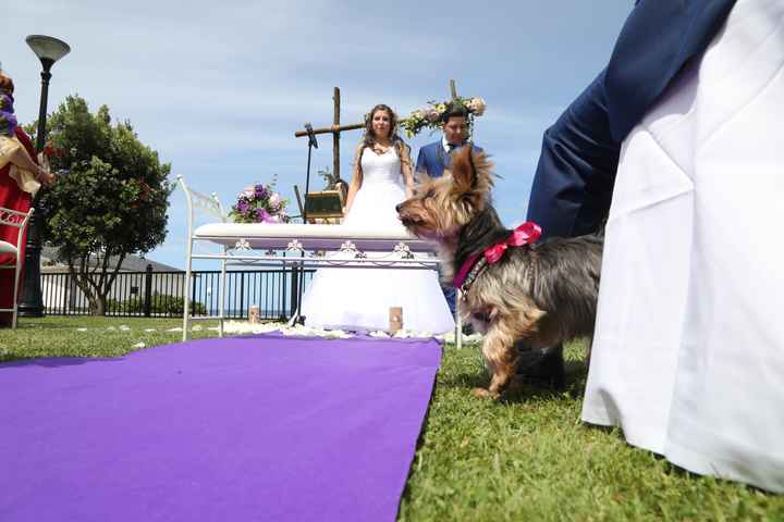 Animales en la boda - 1