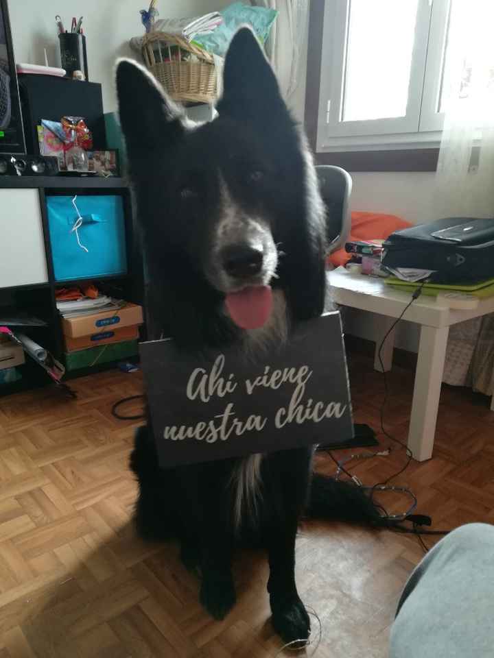 Perro en la ceremonia - 1
