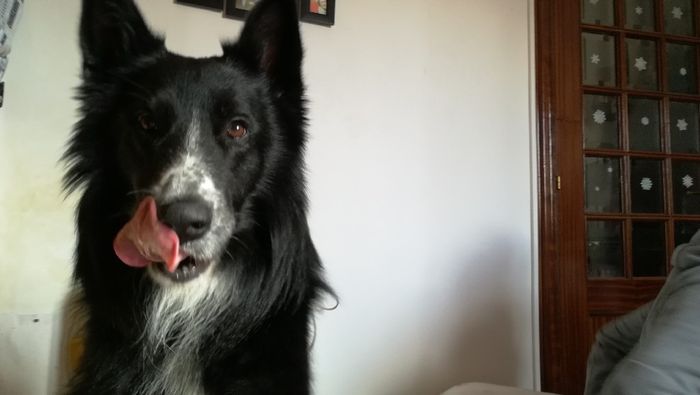 Perrihijos de arras y anillos!!!🐶 - 1
