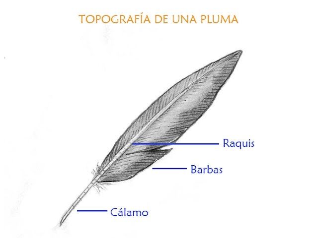 pluma