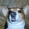 Lola