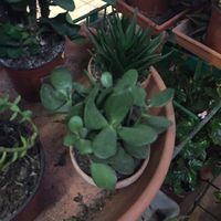 Ayuda que regalo? planta o monedero? - 1