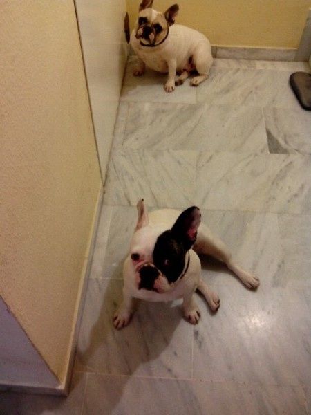 Nuestras mascotas!! - 2