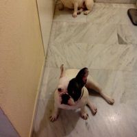 Nuestras mascotas!! - 2