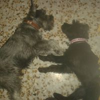 Nuestras mascotas!! - 1