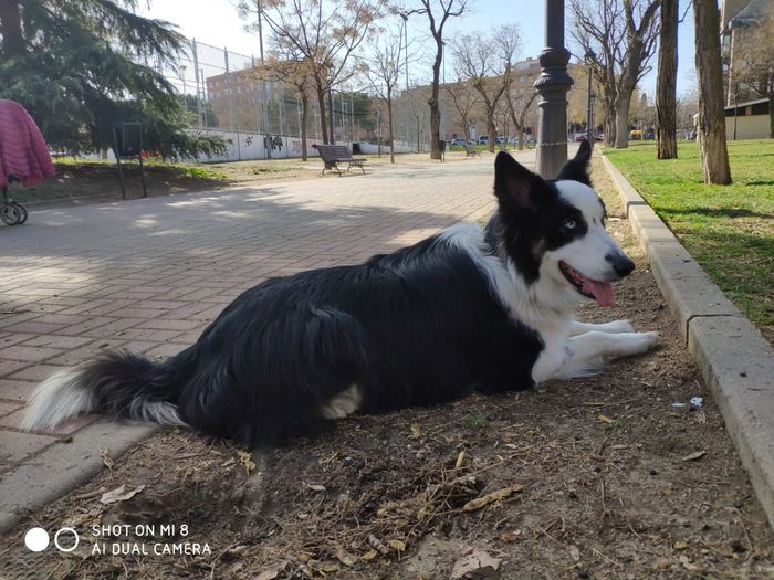 ¿Os gustaría que esta perrita os llevara las alianzas? 3