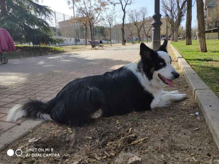 ¿Os gustaría que esta perrita os llevara las alianzas? - 1