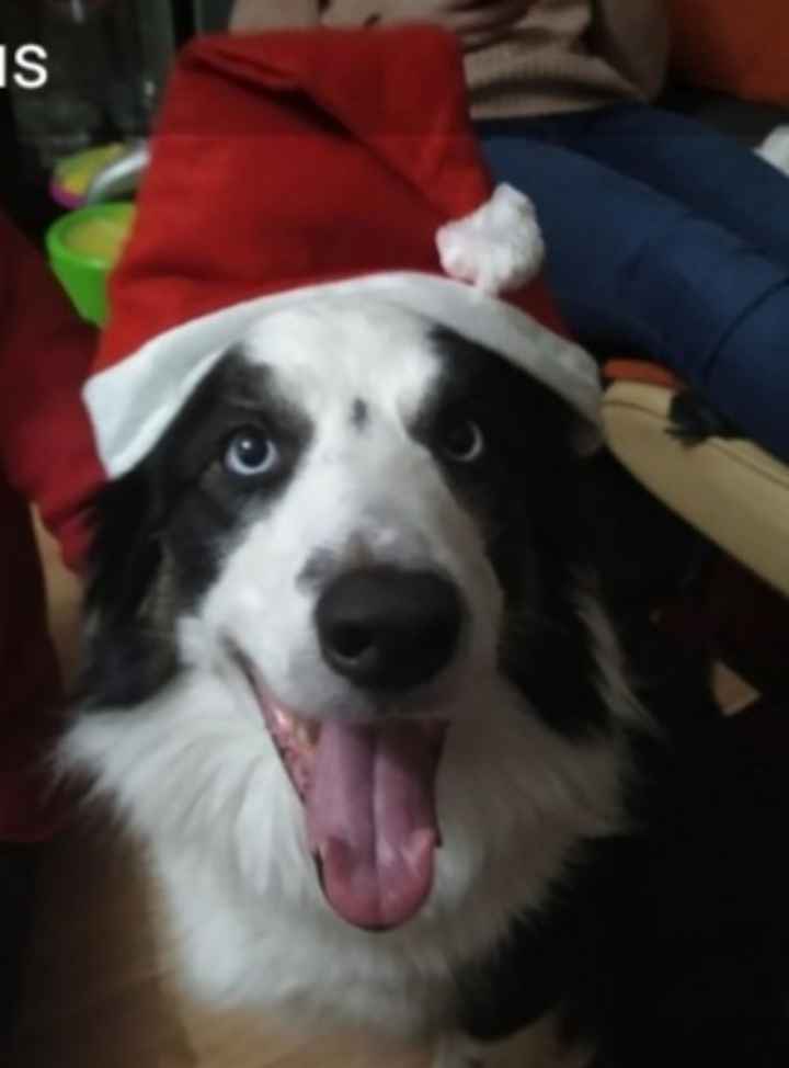 Navidades mascotiles - 1