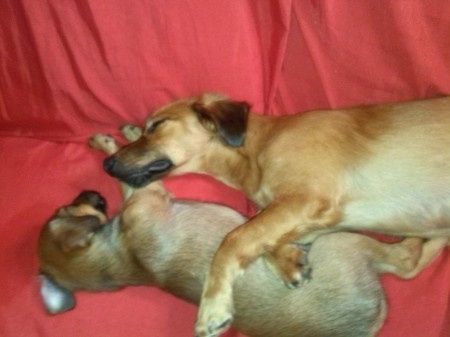Nuestras mascotas!! - 1