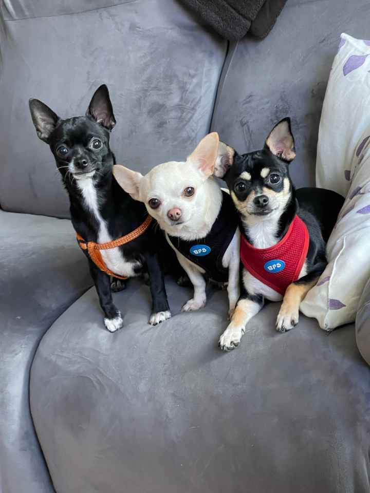 ¿Cuántos peluditos tenéis? 🐶 - 1