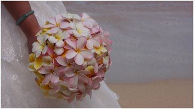 Plumerias rosa