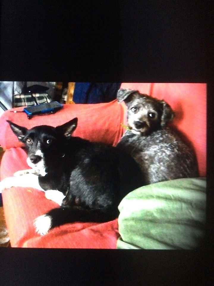 Luca y Goso
