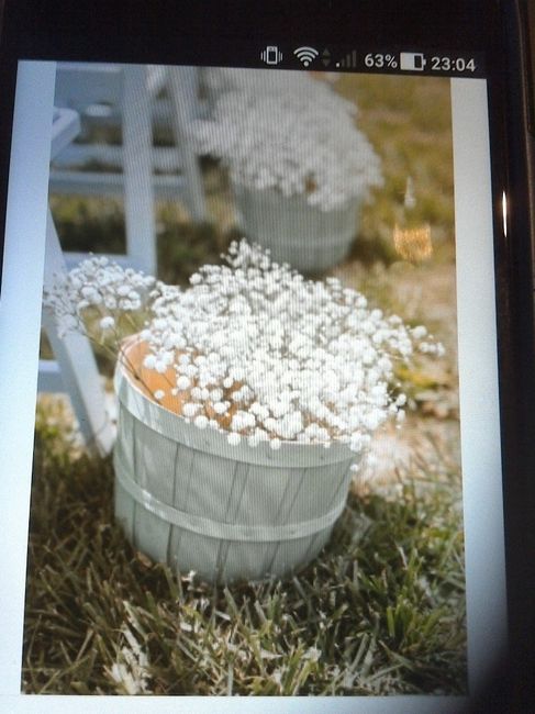 Macetas con paniculata