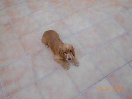 La mascota