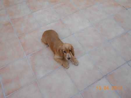 La mascota