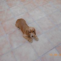 La mascota