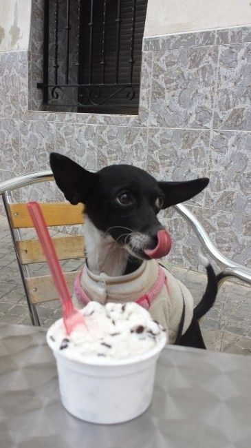 Nuestras mascotas!! - 1