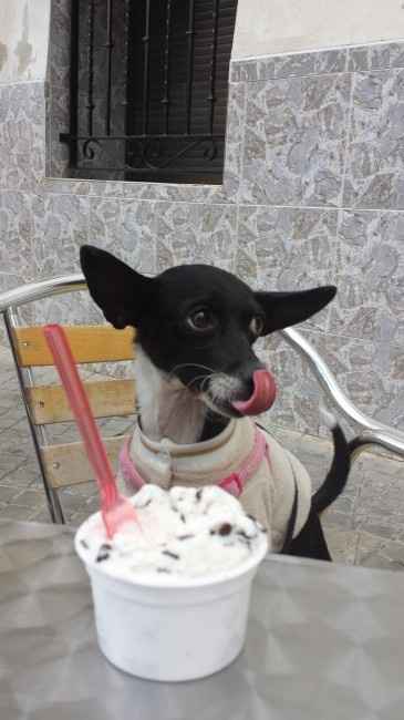 Nuestras mascotas!! - 1