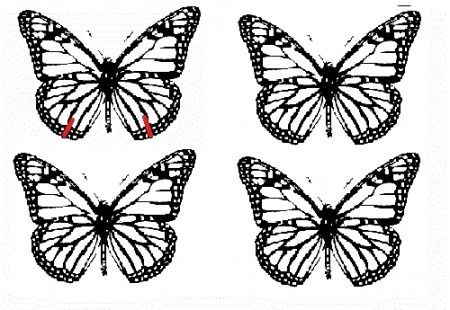 mariposas
