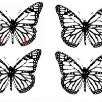 mariposas