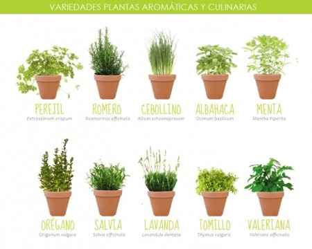 Plantas aromáticas