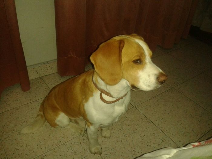 Nuestras mascotas!! - 1