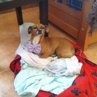 Mi Susi