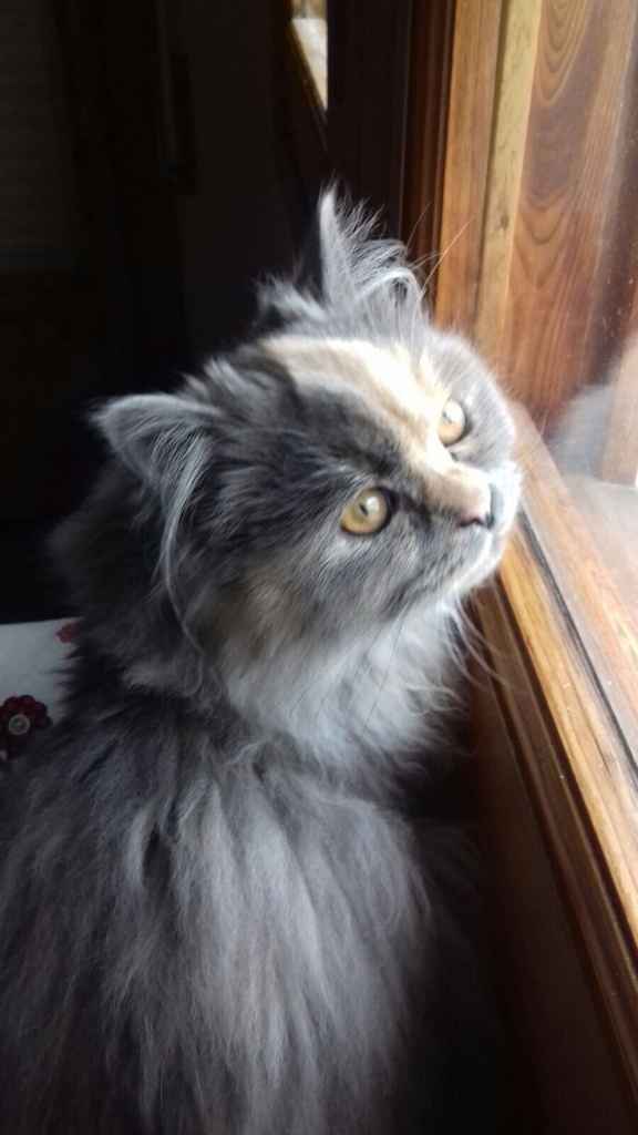 Como se adaptaron vuestras parejas a vuestras mascotas? - 1