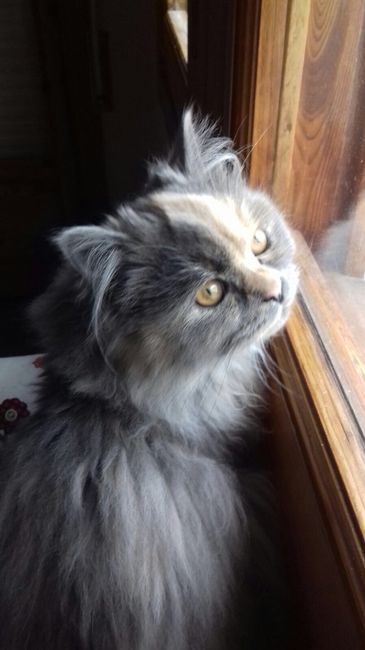Como se adaptaron vuestras parejas a vuestras mascotas? - 1