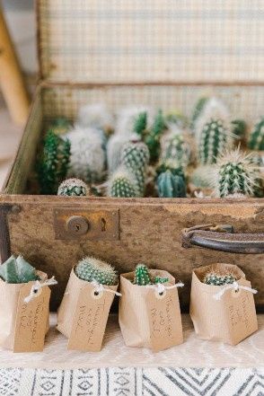Cactus 2