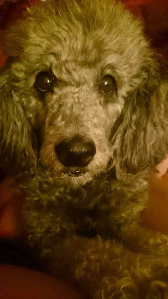 ¿Cómo se llama vuestra mascota? - 1