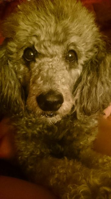 ¿Cómo se llama vuestra mascota? - 1