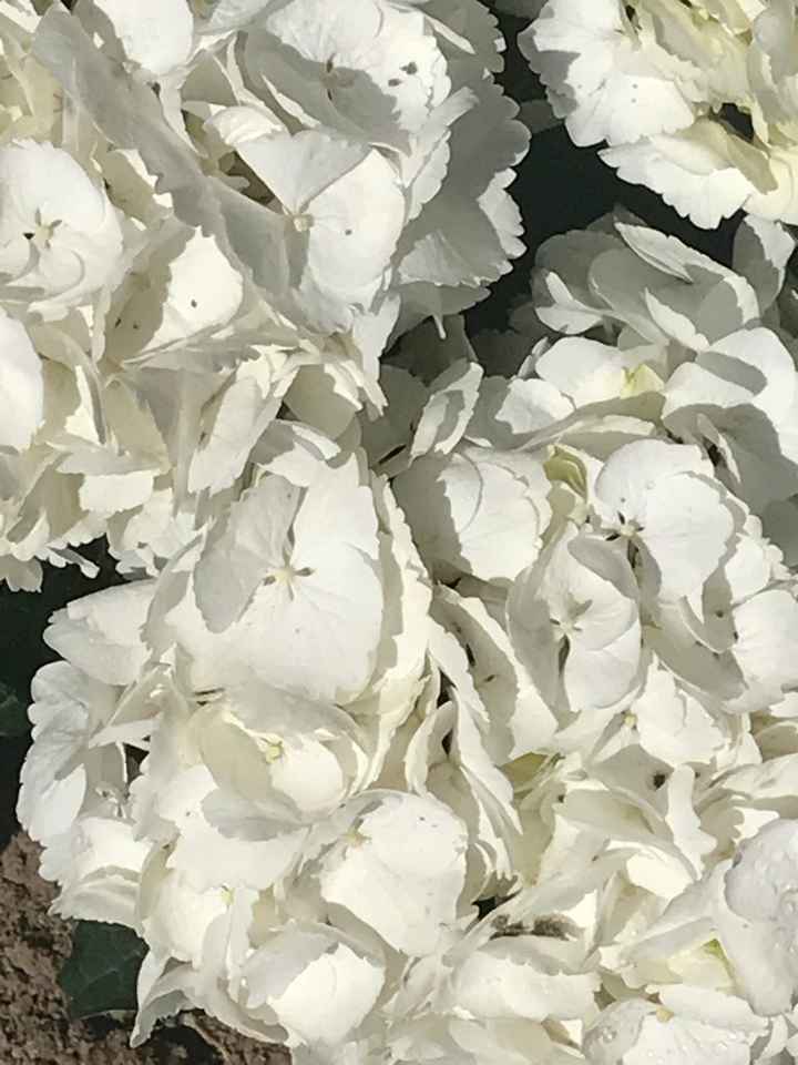 Ramos de hortensias....con cual te quedas? - 2