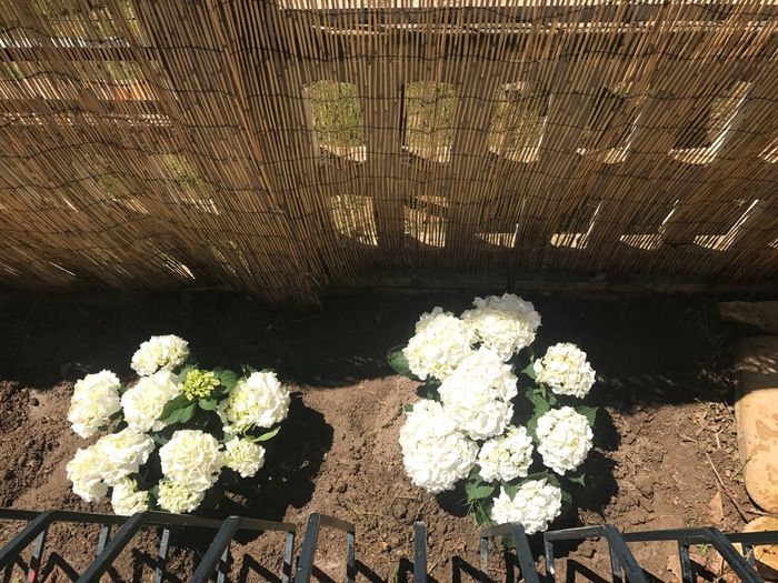 Ramos de hortensias....con cual te quedas? - 1