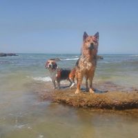 No sin perros!!! - 2