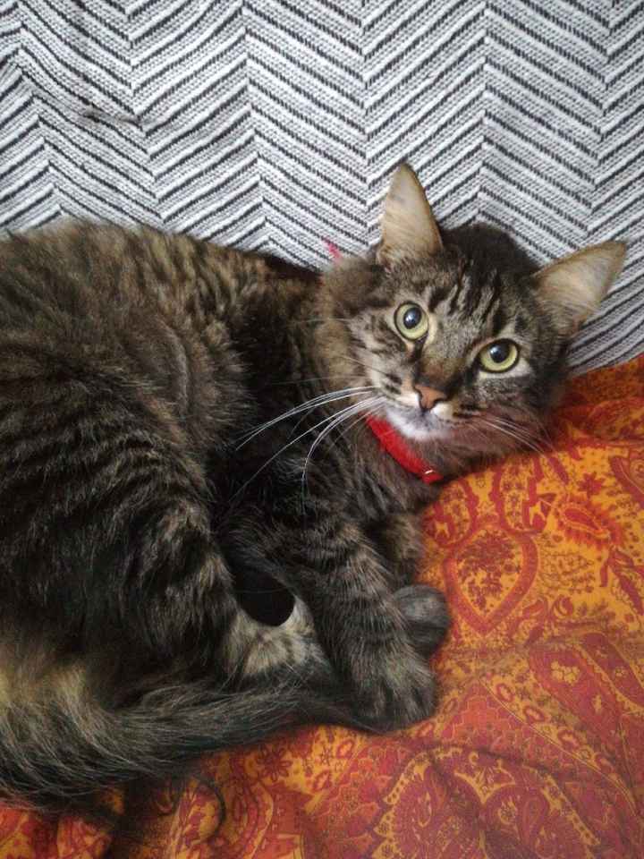 Gatos elegantes - 2