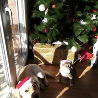 ¿Cuál es vuestro plan navideño favorito? - 1