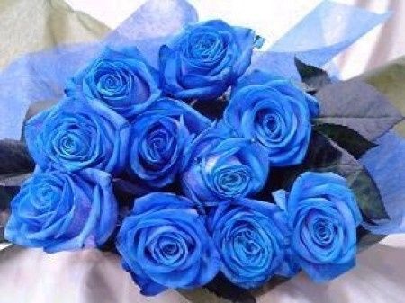 Flores