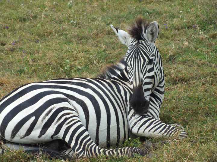 Viaje tanzania-zanzibar - 0