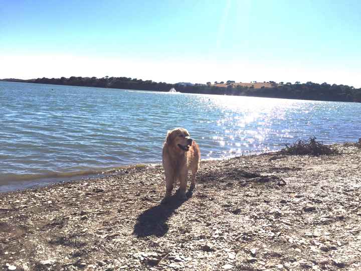 El gran desafío: ¡La mascota! 🐕 - 1