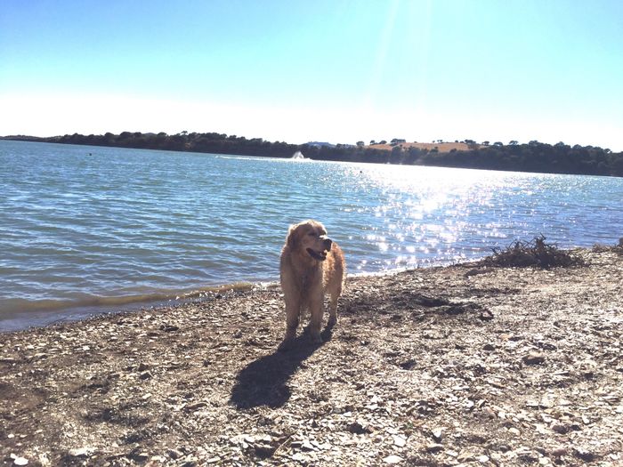 El gran desafío: ¡La mascota! 🐕 1