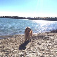 El gran desafío: ¡La mascota! 🐕 - 1