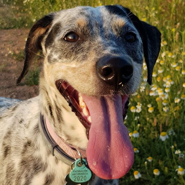 ¿Cómo se llama vuestra mascota? 🐶 13