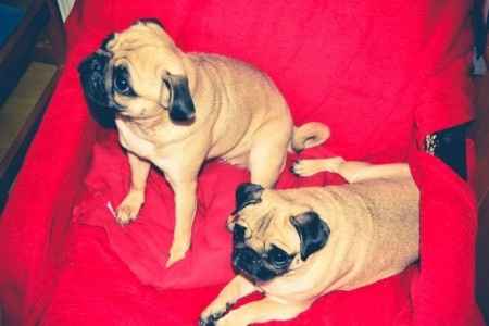 Mis perritas