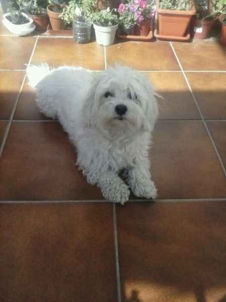 Nuestras mascotas!! - 1
