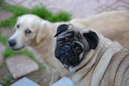 Mis bebes