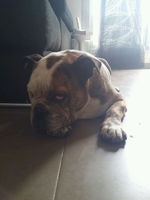 Nuevo integrante de la familia - 1