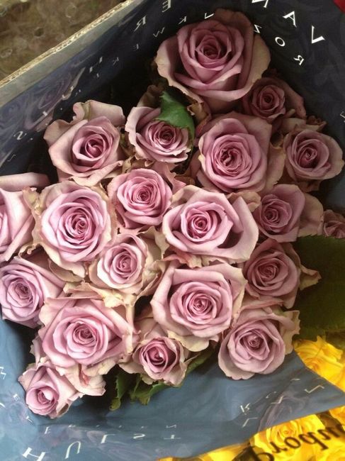 Rosas 2