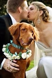 6. Boda con animales perro