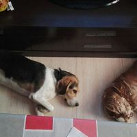 Preboda con nuestras mascotas??? - 1
